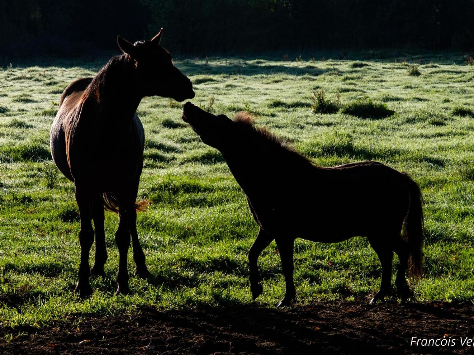 Flitwick Ranch 호텔 Swartberg 외부 사진